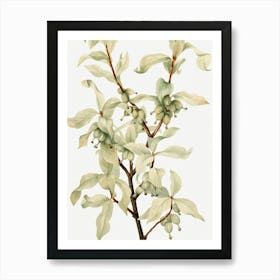 Vintage Botanical Mary Vaux Walcott _2732421 Art Print