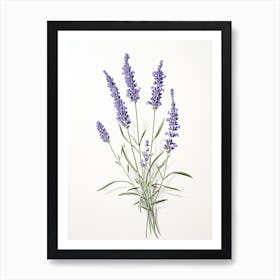 Lavender Vintage Botanical Herbs 1 Art Print