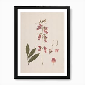 Millettia Ferruginea (Hochst.) Baker, Luigi Balugani Art Print