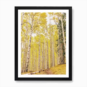 Aspen Tree Forest Art Print