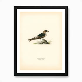 Young Common House Martin, The Von Wright Brothers Art Print