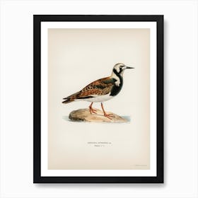 Ruddy Turnstone, The Von Wright Brothers Poster