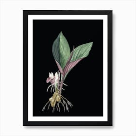 Vintage Koemferia Longa Botanical Illustration on Solid Black n.0580 Art Print