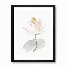 Early Lotus Pencil Illustration 1 Art Print