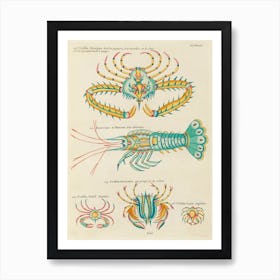 Colourful And Surreal Illustrations Of Fishes And Found In The Indian And Pacific Oceans, Louis Renard(70) Art Print