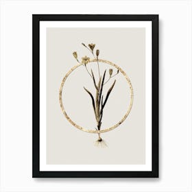 Gold Ring Ixia Bulbifera Glitter Botanical Illustration n.0042 Art Print
