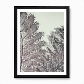 Ferns Art Print