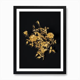 Vintage Dwarf Rosebush Botanical in Gold on Black Art Print