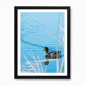 Mallard Duck 20220101 124ppub Art Print