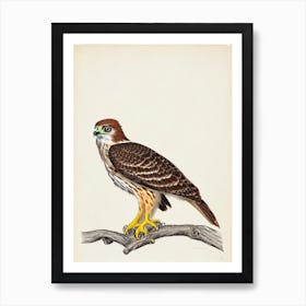 Red Tailed Hawk Illustration Bird Art Print