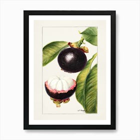 Guava Fruit Art Print