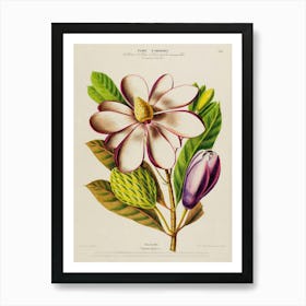 Magnolia Art Print