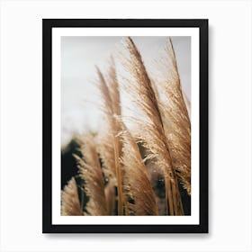 Pampas Grass Photography (13) Art Print
