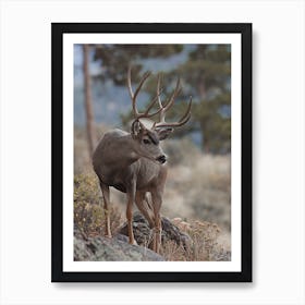 Arizona Mule Deer Scenery Art Print