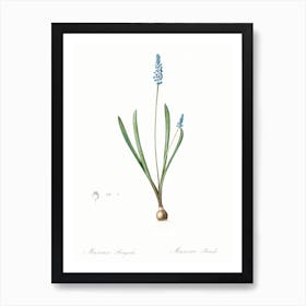 Grape Hyacinth Illustration From Les Liliacées (1805), Pierre Joseph Redoute Art Print