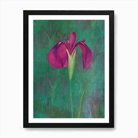 Purple Iris 2 Art Print