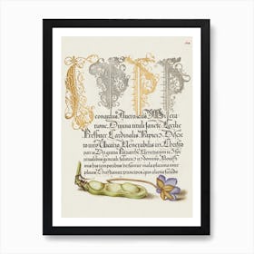 Broad Bean And Liverleaf From Mira Calligraphiae Monumenta, Joris Hoefnagel Art Print