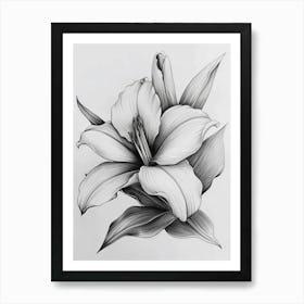 Lily bw Art Print