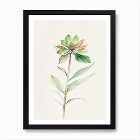 Zinnia Leaf Minimalist Watercolour 1 Art Print