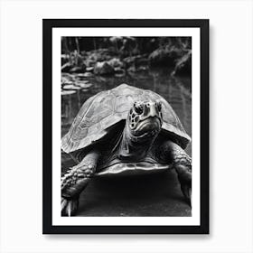 Turtle In Black And White Art Print