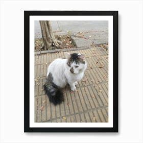 Cat On The Sidewalk Art Print