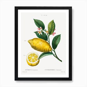 Vintage Redouté 1 Citrus Limonium Art Print