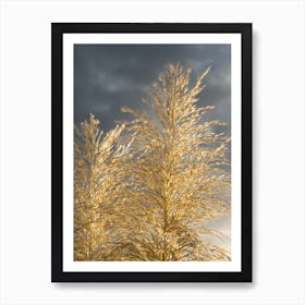 Golden pampas grass and soft grey clouds Art Print
