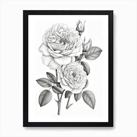 Roses Sketch 37 Art Print