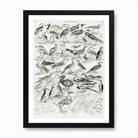 Ornithology, Oliver Goldsmith 4 Art Print