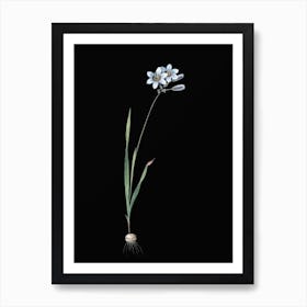 Vintage Galaxia Ixiaeflora Botanical Illustration on Solid Black n.0800 Art Print