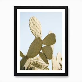 Cactus Plant On Blue Art Print