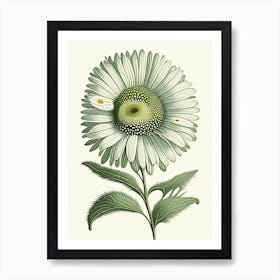 Shasta Daisy Wildflower Vintage Botanical 2 Art Print