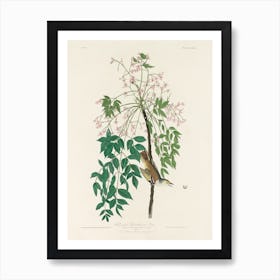 White Eyed Flycatcher, Birds Of America, John James Audubon Art Print