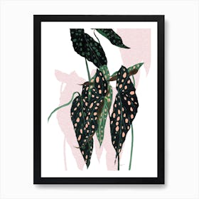 Begonia Maculata On White Art Print