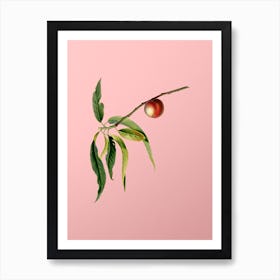 Vintage Peach Botanical on Soft Pink n.0168 Art Print