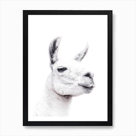 Llama II Art Print