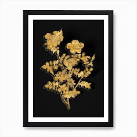 Vintage Variegated Burnet Rose Botanical in Gold on Black n.0360 Art Print