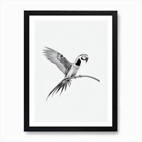 Macaw B&W Pencil Drawing 1 Bird Art Print