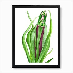 Adder's Tongue Fern Wildflower Watercolour 2 Art Print