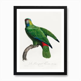 The Festive Amazon From Natural History Of Parrots, Francois Levaillant Art Print