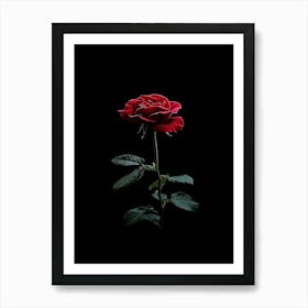 Single Rose On Black Background 18 Art Print