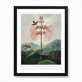 Large–Flowering Sensitive Plant From The Temple Of Flora (1807), Robert John Thornton Art Print