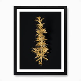 Vintage Rosemary Botanical in Gold on Black n.0326 Art Print