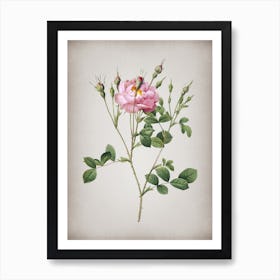 Vintage Anemone Flowered Sweetbriar Rose Botanical on Parchment n.0526 Art Print
