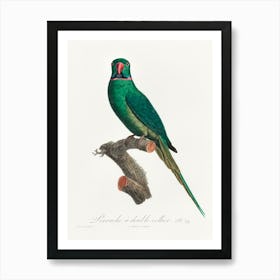 The Rose Ringed Parakeet From Natural History Of Parrots, Francois Levaillant 1 Art Print