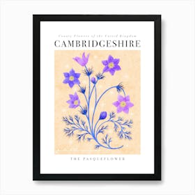 County Flower of Cambridgeshire Pasqueflower Art Print