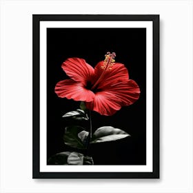 Hibiscus Flower 8 Art Print