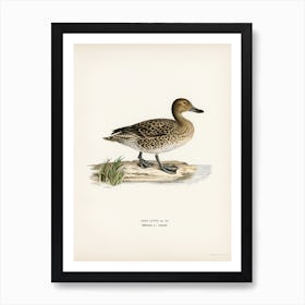 Pintail (Anas Acuta), The Von Wright Brothers Art Print