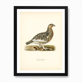 Willow Ptarmigan Male, The Von Wright Brothers Art Print