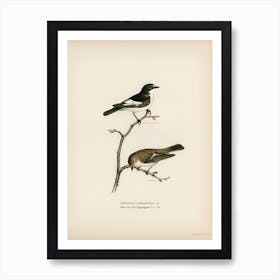 Pied Flycatcher, The Von Wright Brothers 1 Art Print